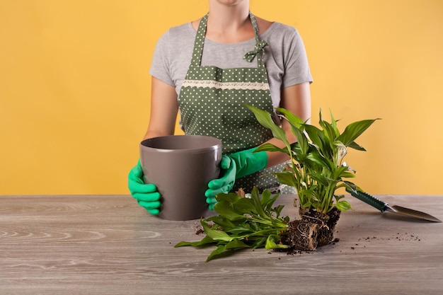 黄色の背景に植木鉢の大きなポットSpathiphyllumに花の植物を移植します