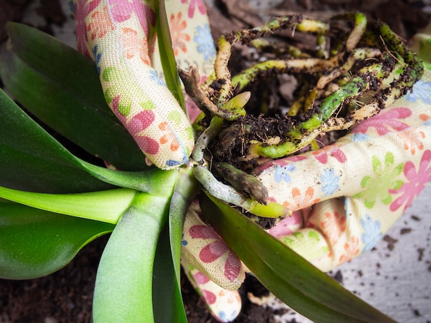 Primo piano di orchidee trapianto.