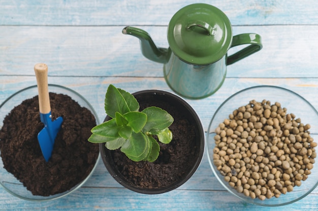 Transplanteer planten in een andere pot thuis. Tuingereedschap voor thuis.