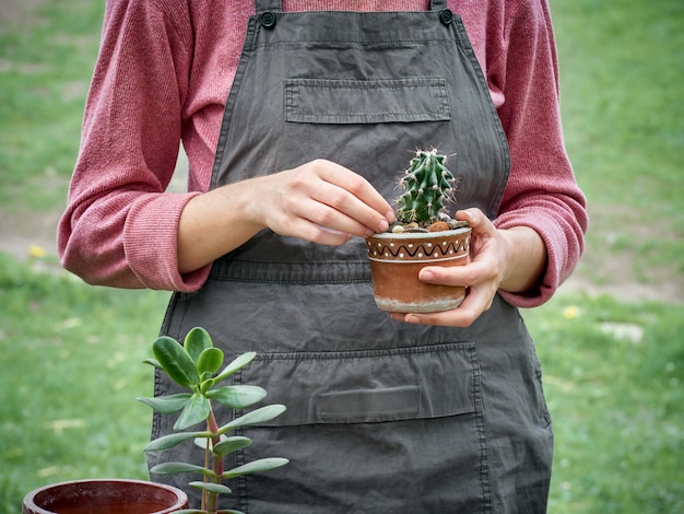 Photo transplanting a cactus in flower pot