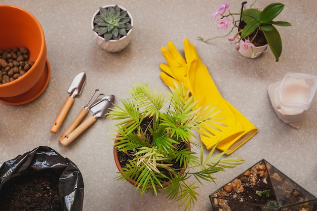 Transplanting a Chamaedorea elegans houseplant into a spacious pot. Care of home plants