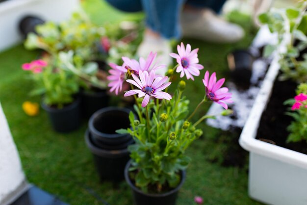 Photo transplanting the cineraria flower at home