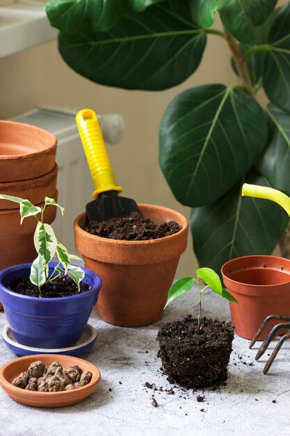 Transplanting ficus benjamin into large pots. Tools and plants on the surface of the room.