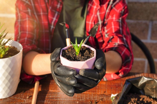 Transplanting flowers into a new pot Soil and drainage planting tools