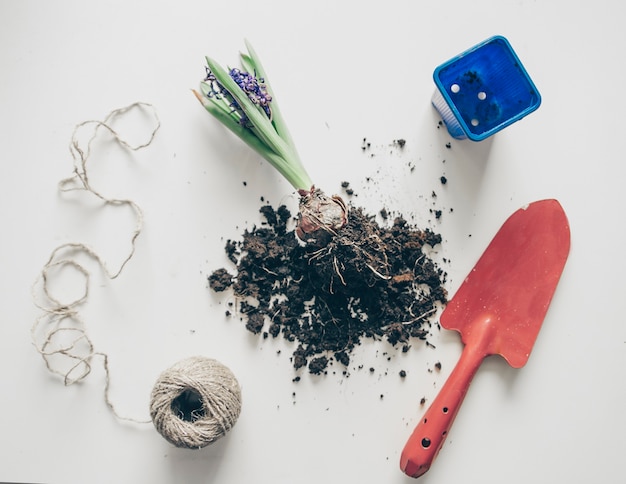 Photo transplanting home flowers