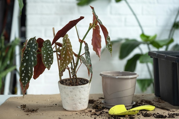 Photo transplanting a home plant begonia maculata into a pot with a face a woman plants a stalk with roots in a new soil caring for a potted plant hands closeup