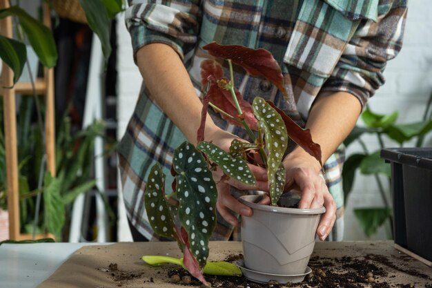 Transplanting a home plant Begonia maculata into a pot with a face A woman plants a stalk with roots in a new soil Caring for a potted plant hands closeup