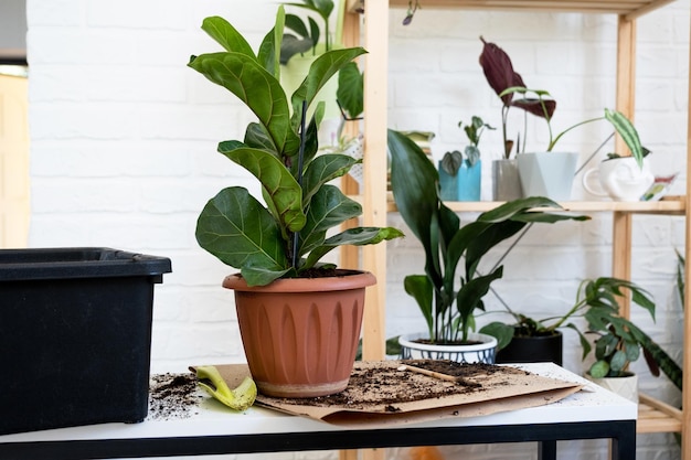 Transplanting a home plant Ficus lyrata into a new pot A woman plants in a new soil Caring and reproduction for a potted plant hands closeup