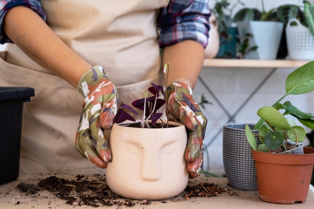 家の植物を新しい鉢に移植 フィロデンドロンのエキゾチックな植物を植え直す 鉢植えの植物の手のクローズアップの手入れと再生