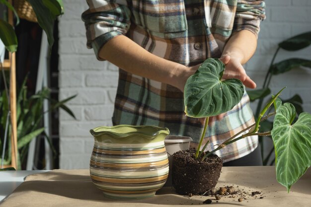 家の植物 Philodendron verrucosum を家の内部の新しい大きな鉢に移植する 鉢植えの植物の手のクローズ アップの世話