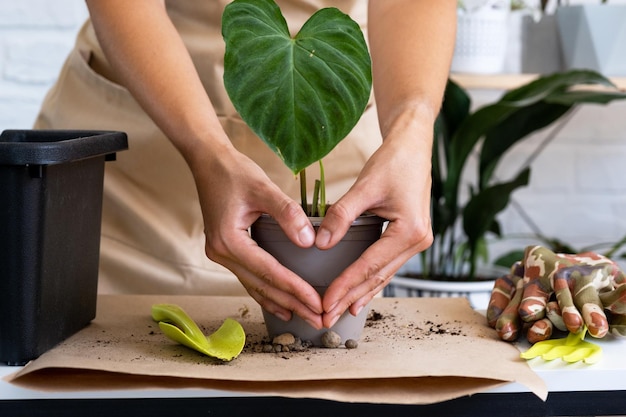 家の植物フィロデンドロン・ベルコスムを鉢に移植する 女性が新しい土に根をつけた茎を植える 鉢植えの世話をする手のクローズアップ