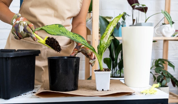 Transplanting a home plant rare Diffenbachia Dragon Scale into a new pot A woman plants a stalk with roots in a new soil Caring and reproduction for a potted plant hands closeup