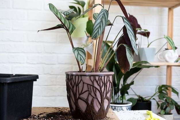 Transplanting a home plant Stenanthe oppenheimiana into a new pot A woman plants bush in a new soil