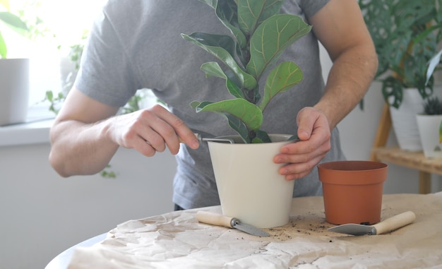 観葉植物の移植。屋内植物フィカスリラタまたはフィドルリーフイチジクを鉢植えする男。