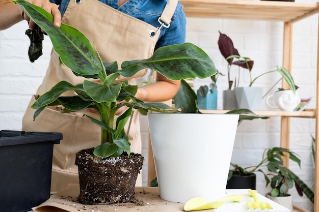 家庭用鉢植えのバナナヤシ ムサを自動水やり付き鉢に移植 新しい土地に植え替える 熱帯植物の趣味と環境を気にする女性の手