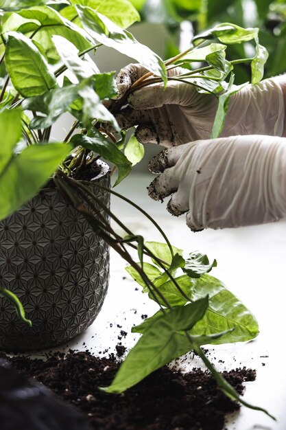 Photo transplanting a houseplant into a new pot