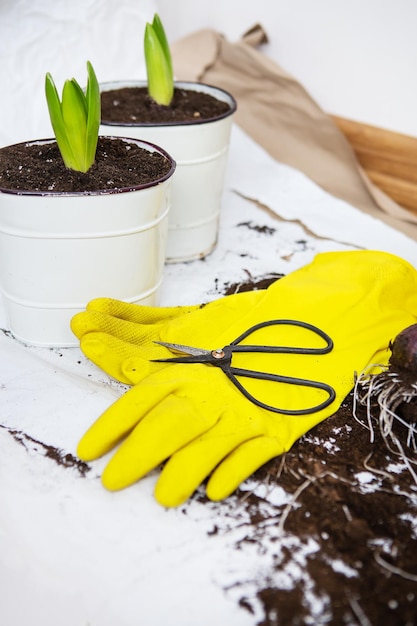 Il trapianto di bulbi di giacinto in vasi attrezzi da giardinaggio si trovano sullo sfondo guanti gialli concetto di giardinaggio