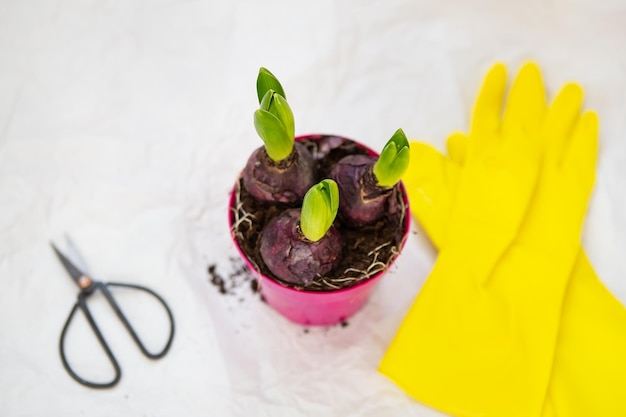 Transplanting hyacinths from a pot planting hyacinth bulbs\
gardening equipment for transplanting gloves scissors