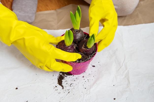 Transplanting hyacinths from a pot planting hyacinth bulbs\
gardening equipment for transplanting gloves scissors