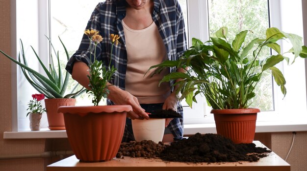 窓際の部屋に屋内の花spathifllumを移植する