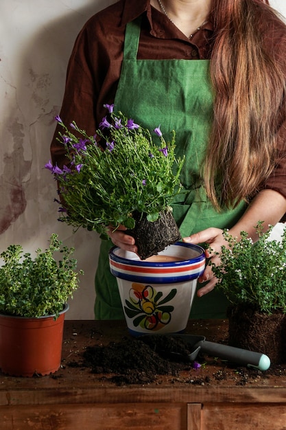 Trapianto di piante da interno e da giardino in vasi di ceramica campanule di timo gerbera mani di giovane donna concetto di legno vintage