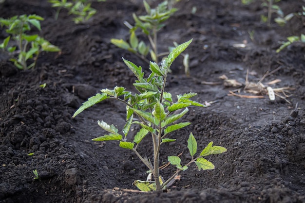 野外での移植準備されたトマトの苗は、準備された土壌に植えられます