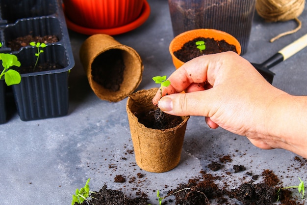 移植、植栽、灰色のコンクリート背景に苗を振りかけます。