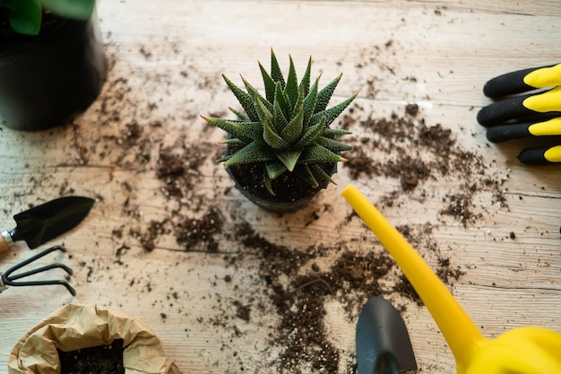 植物を別の鉢に移植し、庭の道具を木製のテーブルの上に置き、シャベル