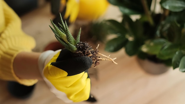 Transplanting plants into another pot, garden tools lie on a wooden table, a shovel