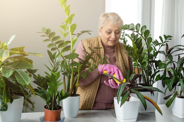 Пересадка растений. Комнатные растения в горшках. Пожилая женщина занимается своим хобби. Зеленые растения в горшках дома.