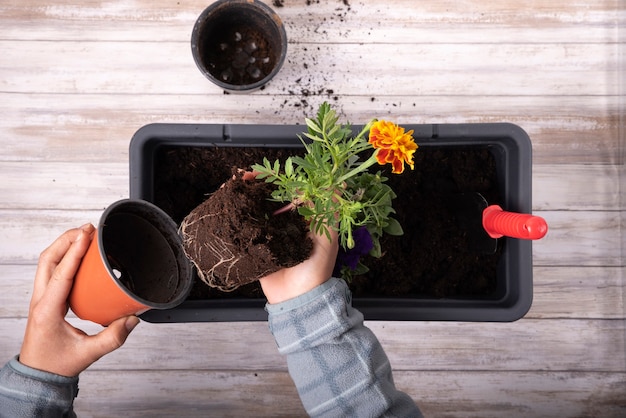 transplanting seasonal flowers in spring