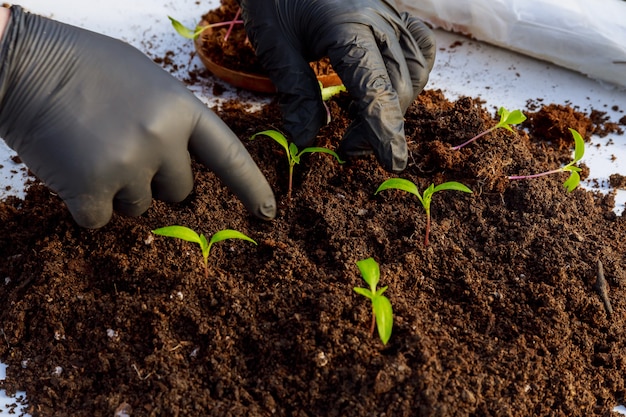 苗の移植。若いコショウの苗をプラスチック製の鉢に移植します。園芸。