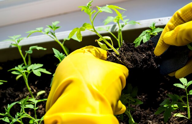 Transplanting seedlings womens hands in yellow gloves tomato sprouts