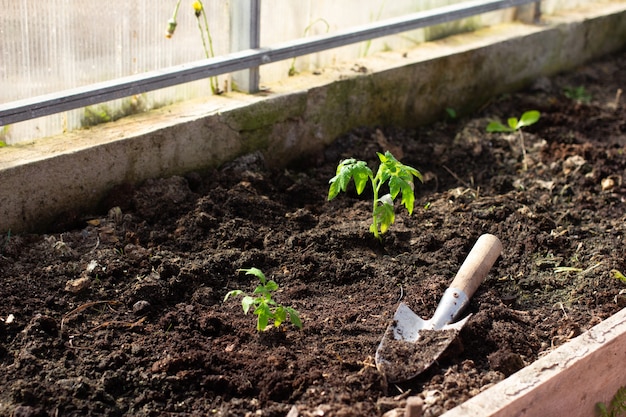 Photo transplanting small young tomato seedlings with garden supplies into greenhouse.