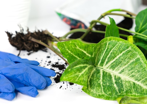 Foto trapianto di pianta di syngonium a casa giardinaggio domestico closeup focalizzazione selettiva