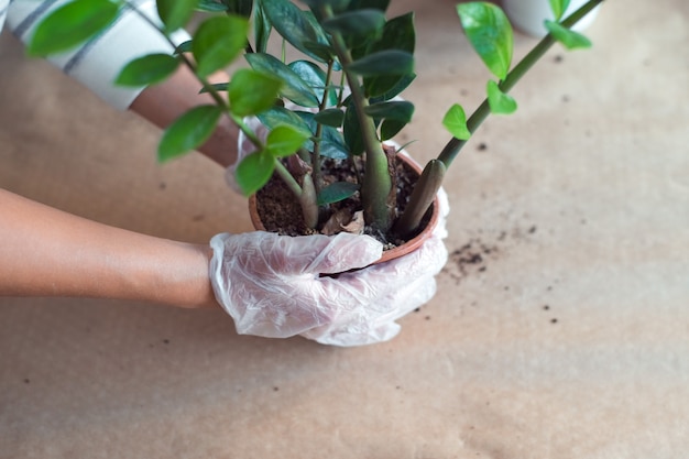 Photo transplanting a zamiokulkas flower womans hands holding homeplant