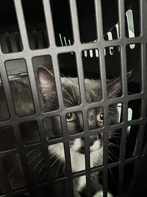 Фото Перевозка кота в клетке
