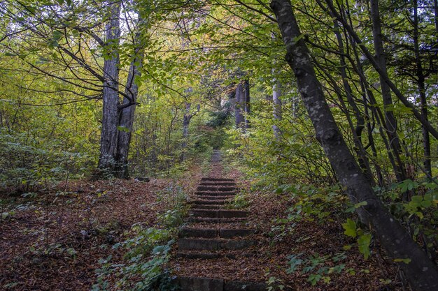 Trap tussen de bomen in het bos.