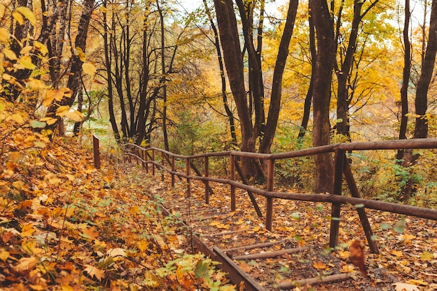 Trappen in herfst park herfstseizoen