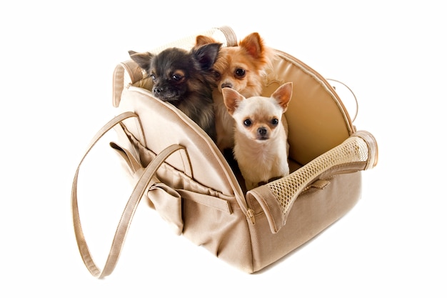 Travel bag and chihuahuas