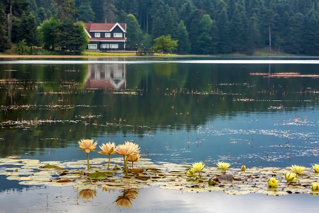 Travel Concept photo. Turkey Bolu Golcuk lake view.