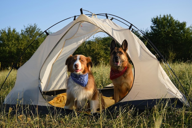 Travel concept with pets German and Australian shepherds sit in tent near green grass at dawn