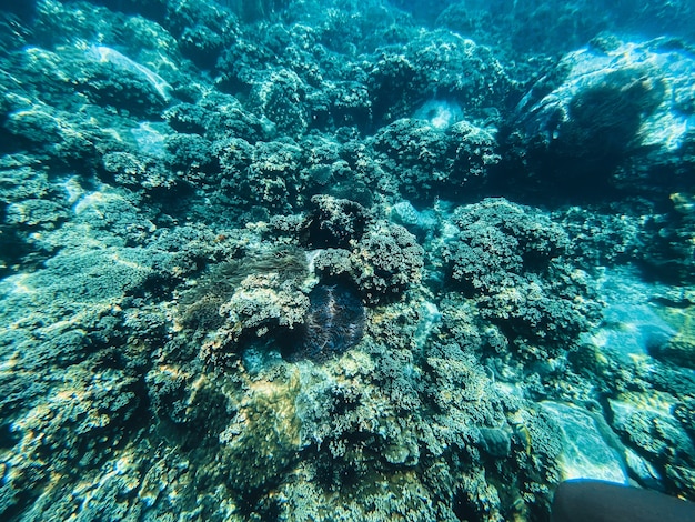 Travel in the diving sea Clear blue sea