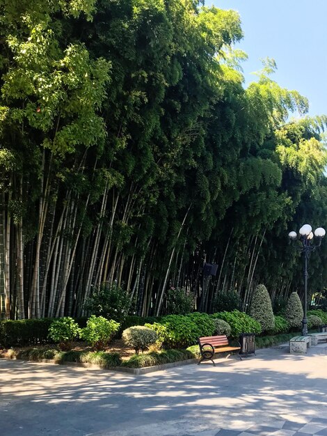 travel to georgia green bamboo grove on seaside boulevard in batumi city in september