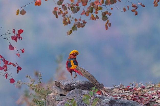 travel nature bird beauty scenery owl ibis pheasant wildlife