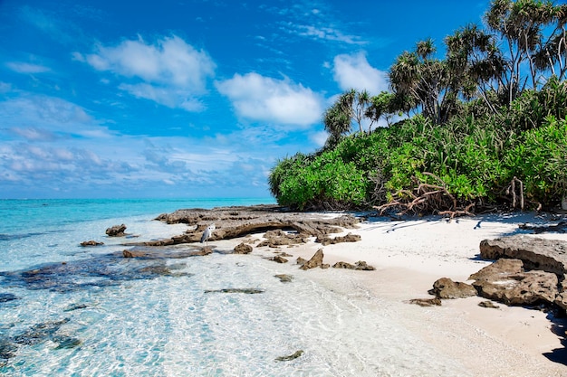 Travel nature wildlife animal photo with blue sky and green palm foliage view