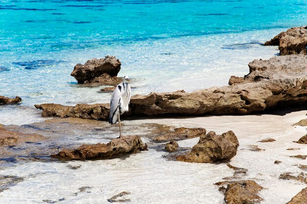 Travel nature wildlife animal photo with blue sky and green palm foliage view