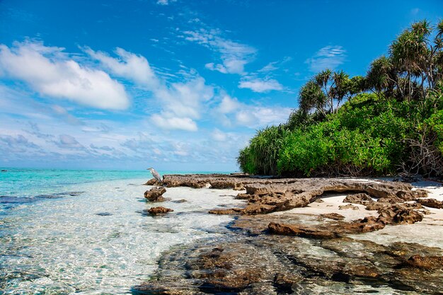 Travel nature wildlife animal photo with blue sky and green palm foliage view