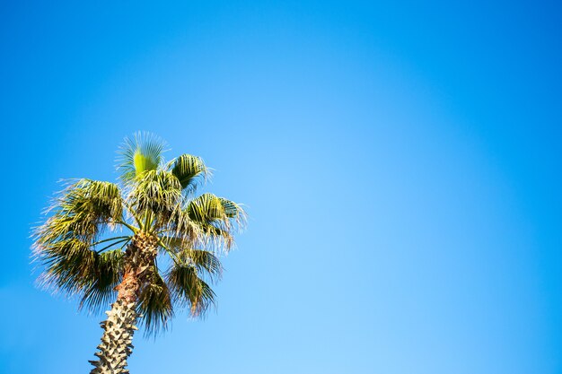 Photo travel and summer concept - palm tree over clear blue sky