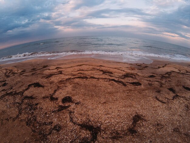 旅行旅行観光レジャー。海辺の海岸線。夏休み。自然の野生生物